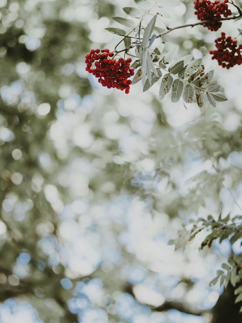 red petaled flower