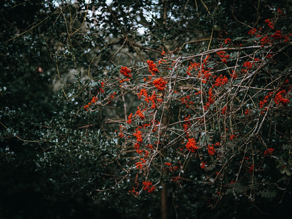 Color selectivo de la flor de pétalos anaranjados