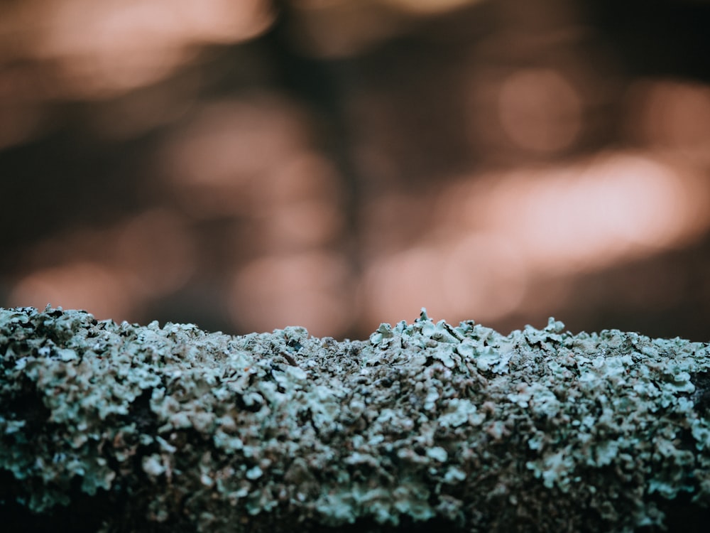 a close up of moss growing on a tree branch