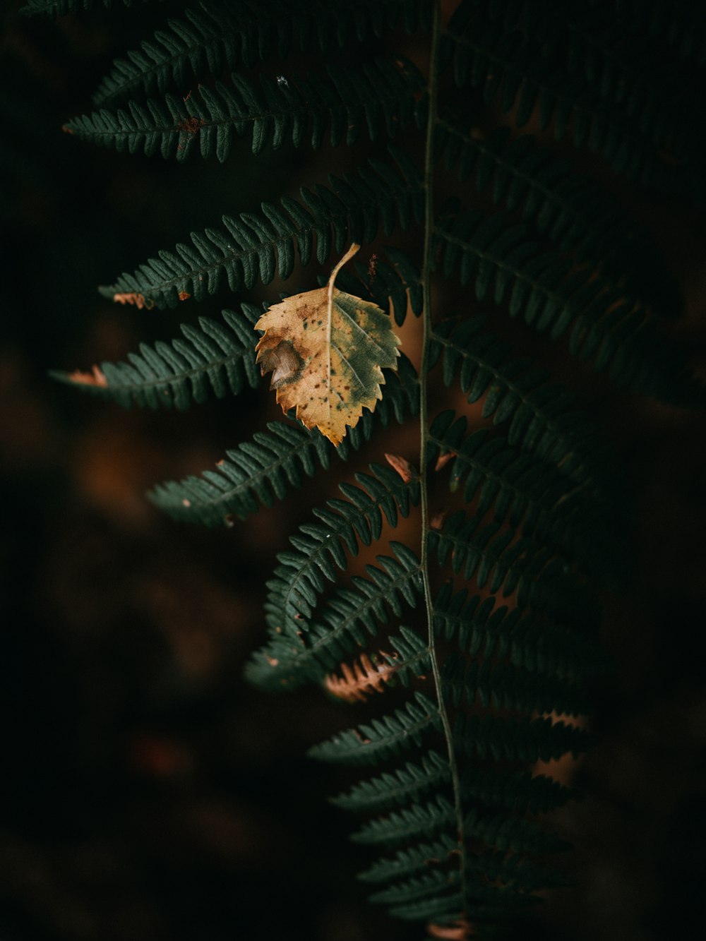 green-leafed plant