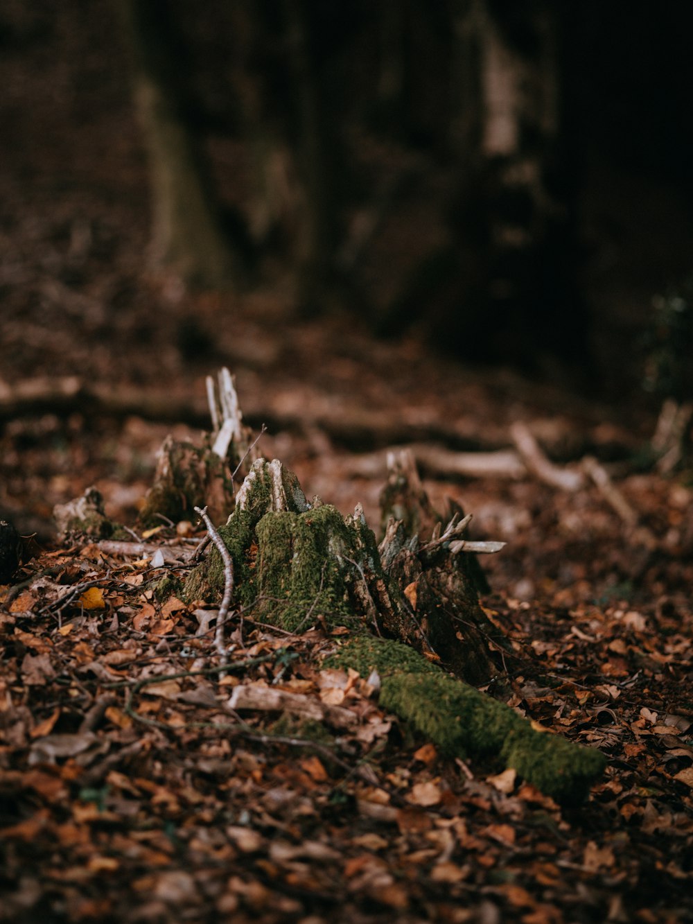 selective focus photo of drift wood