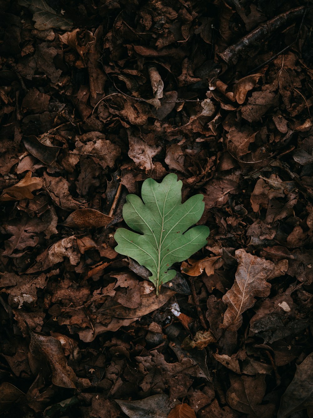 green leaf