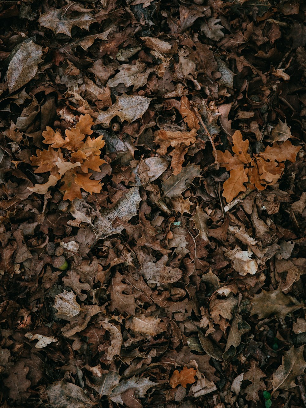 bunch of dried leaves