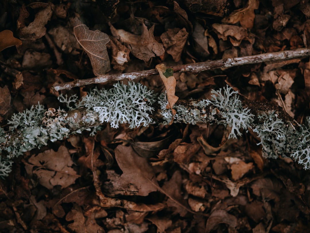 dried leaves on ground