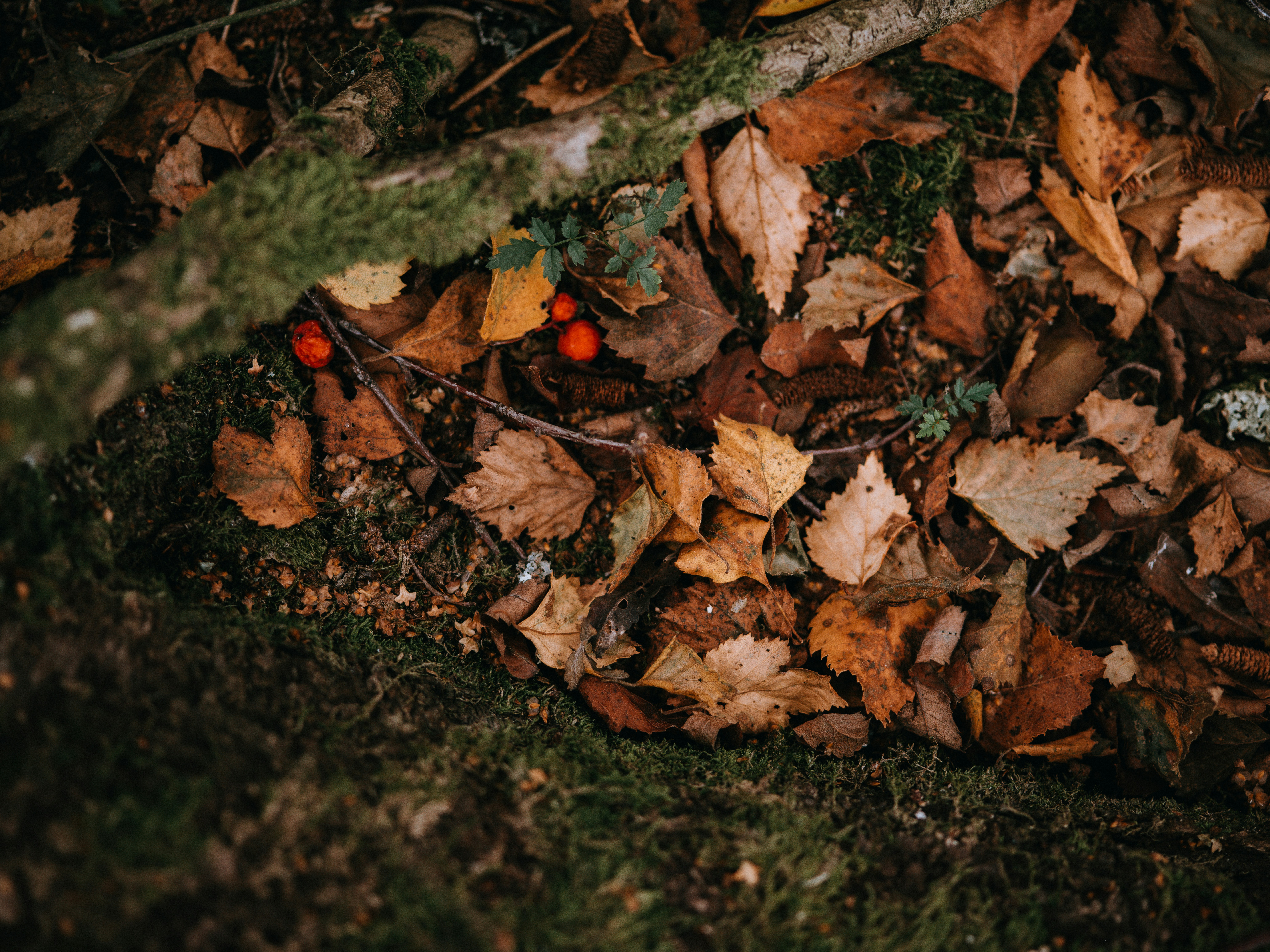 Photo by anniespratt