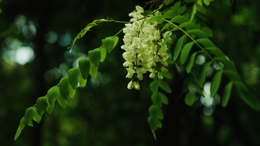 green-leafed tree