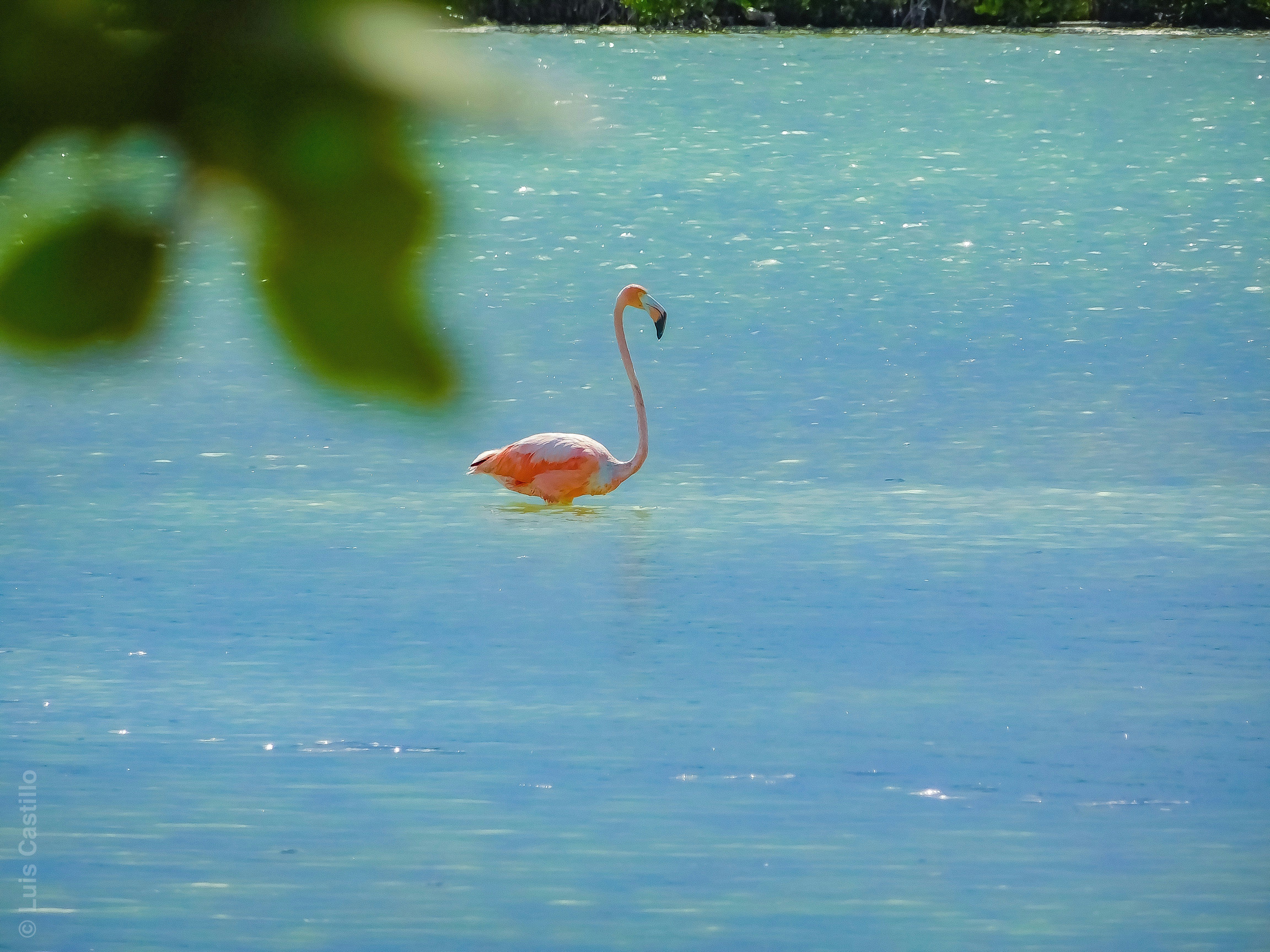 Rosa Flamingo im Wasser