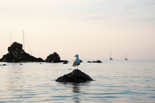 bird on stone in Menorca Spain