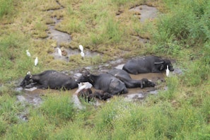 Buffaloes standing calmly near a water source in a rural setting