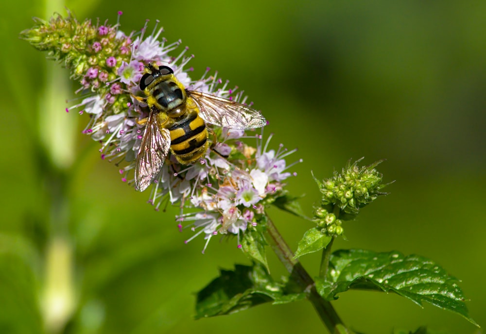 focus photography of yellow bee