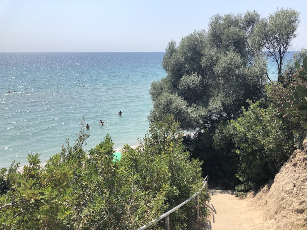 body of water near trees