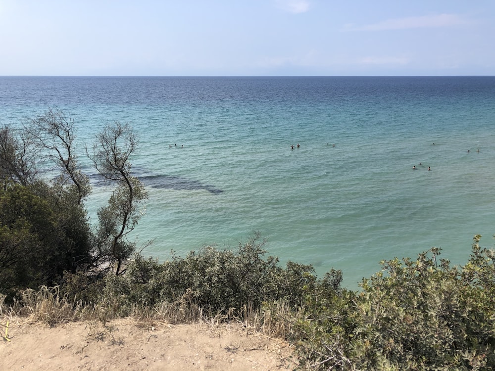 green trees beside ocean during daytime