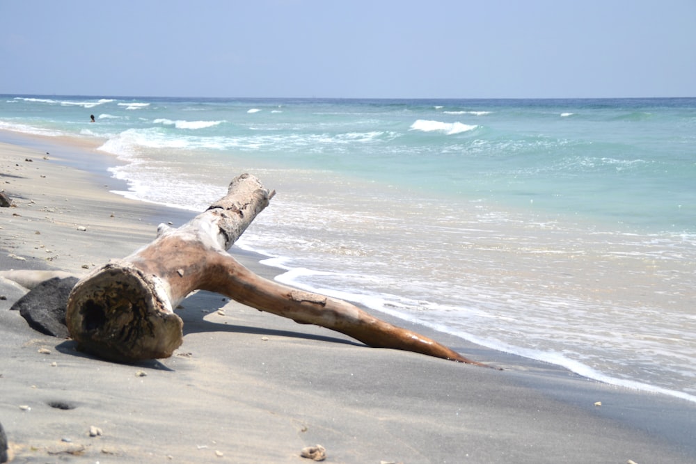 brown log on shore