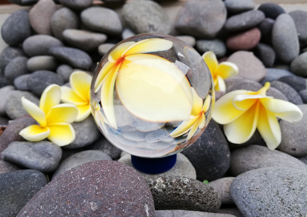 yellow and white petaled flower