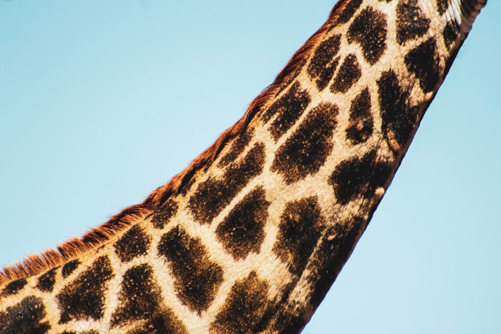 giraffe's neck