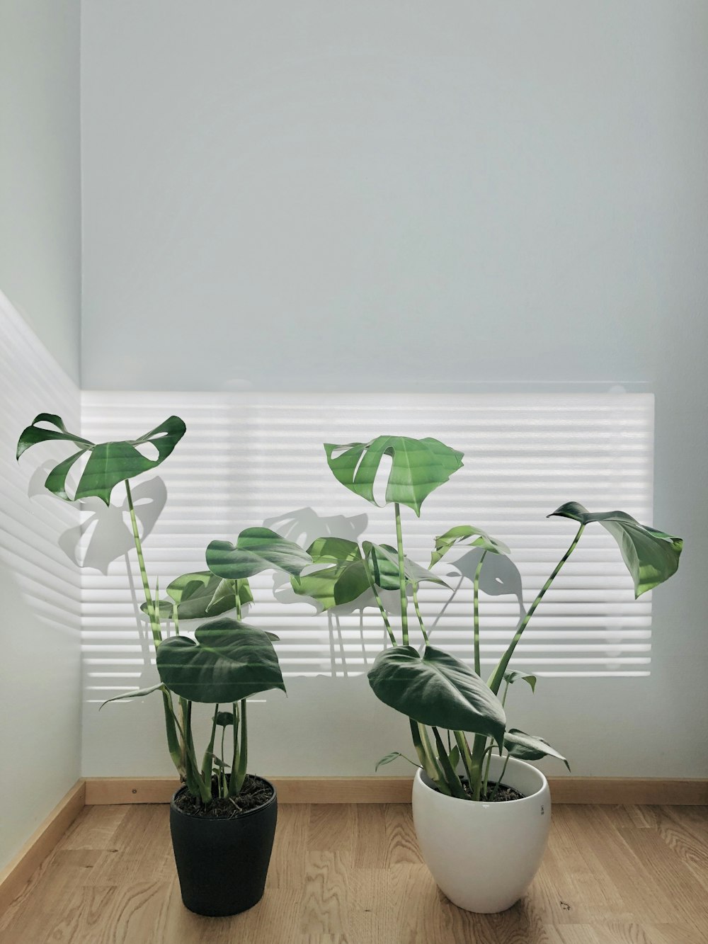 plantas frondosas verdes em vasos pretos e brancos