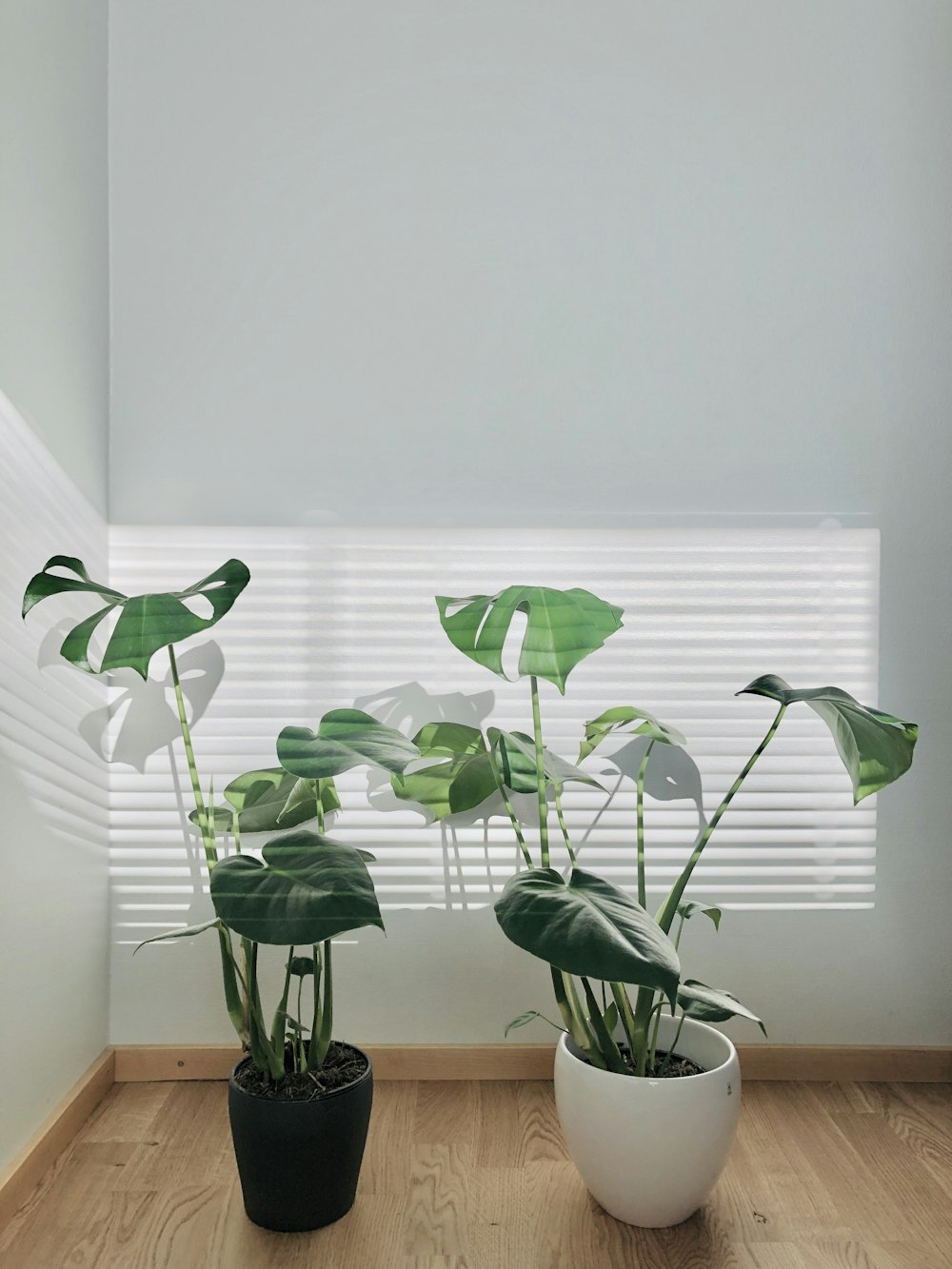 green leafy plants on black and white pots