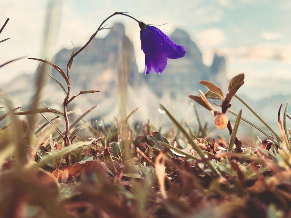 focus photography of purple petaled flower