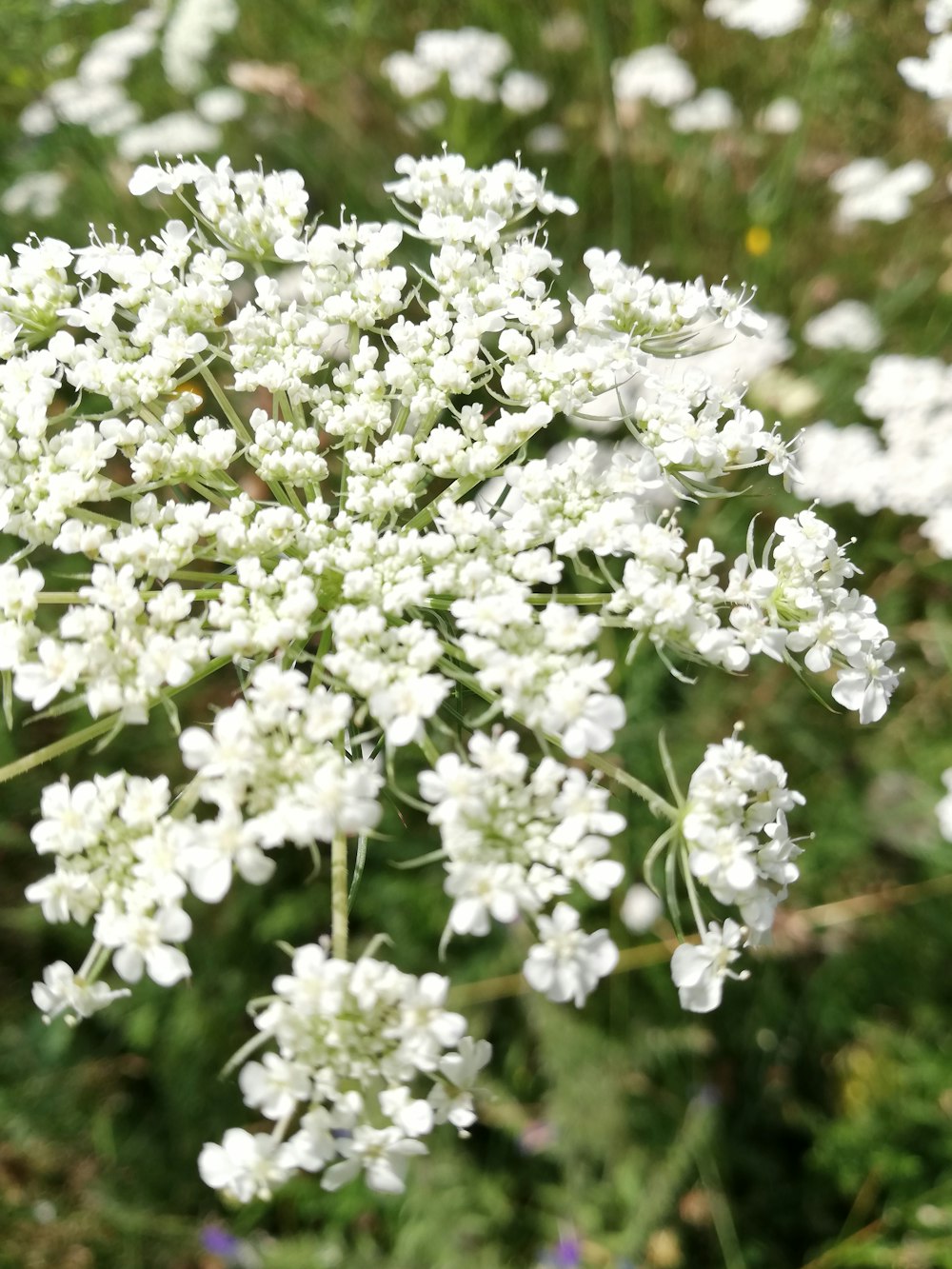 white flowers