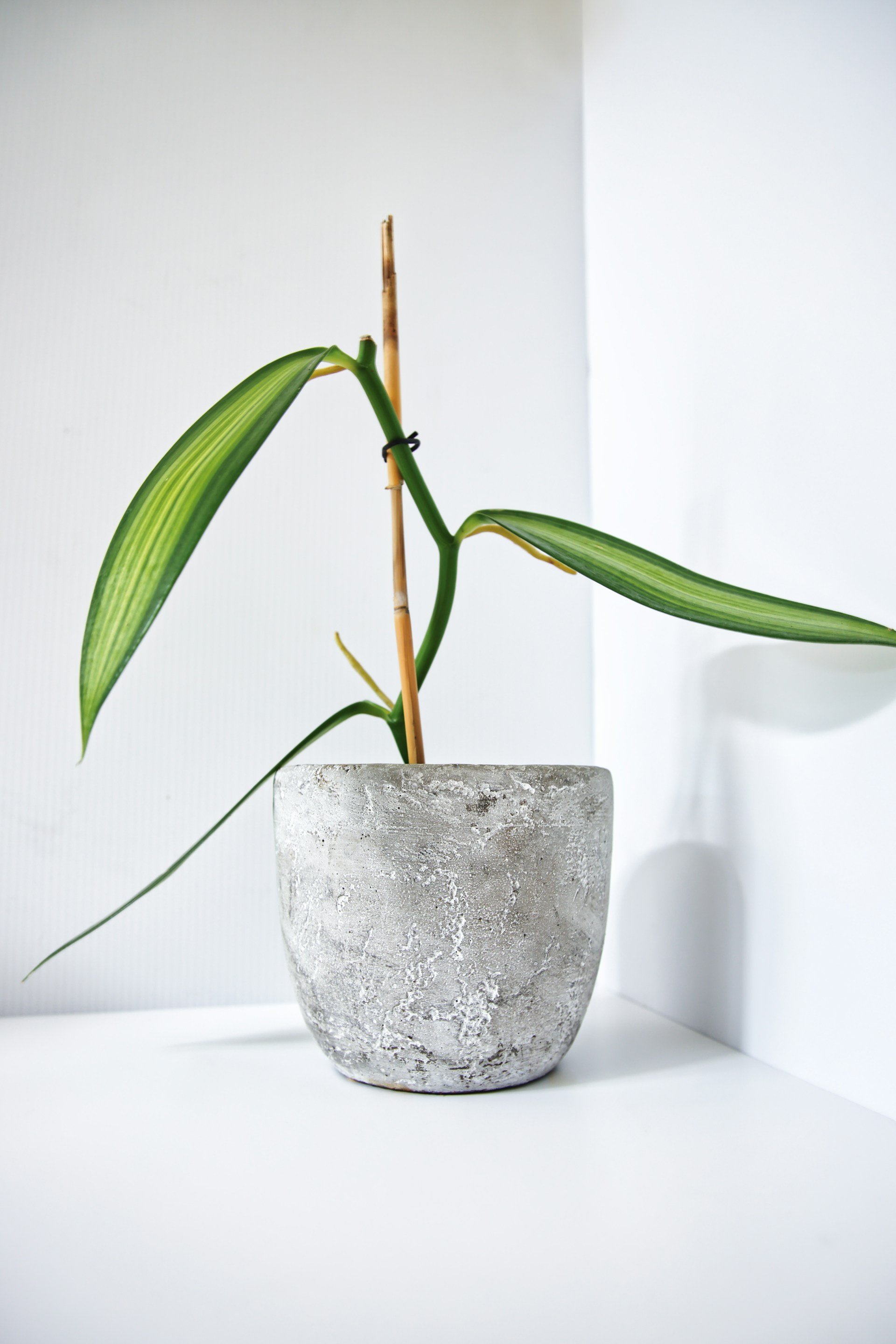 green linear leafed plant
