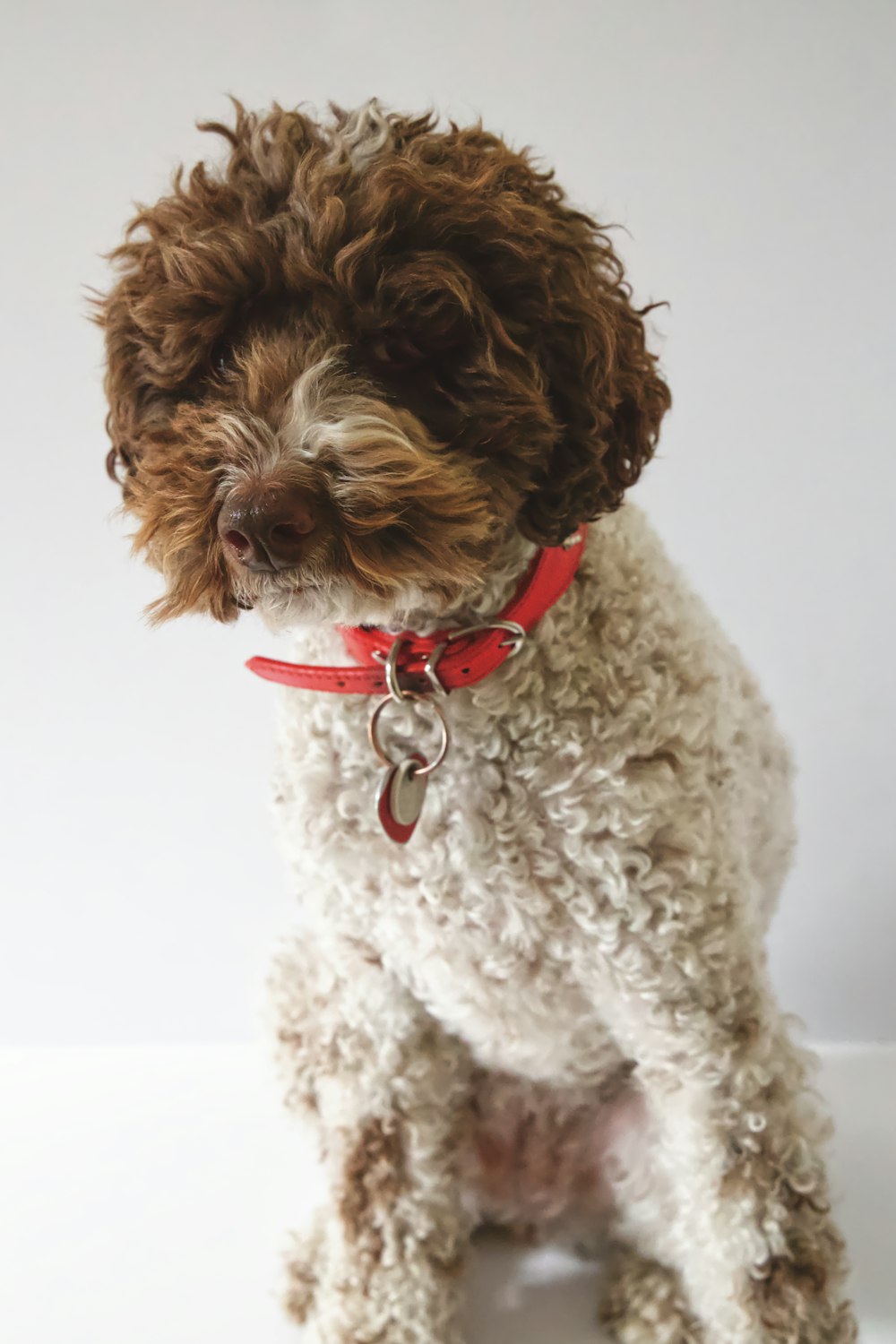 medium coat white and brown dog