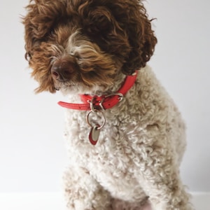 medium coat white and brown dog