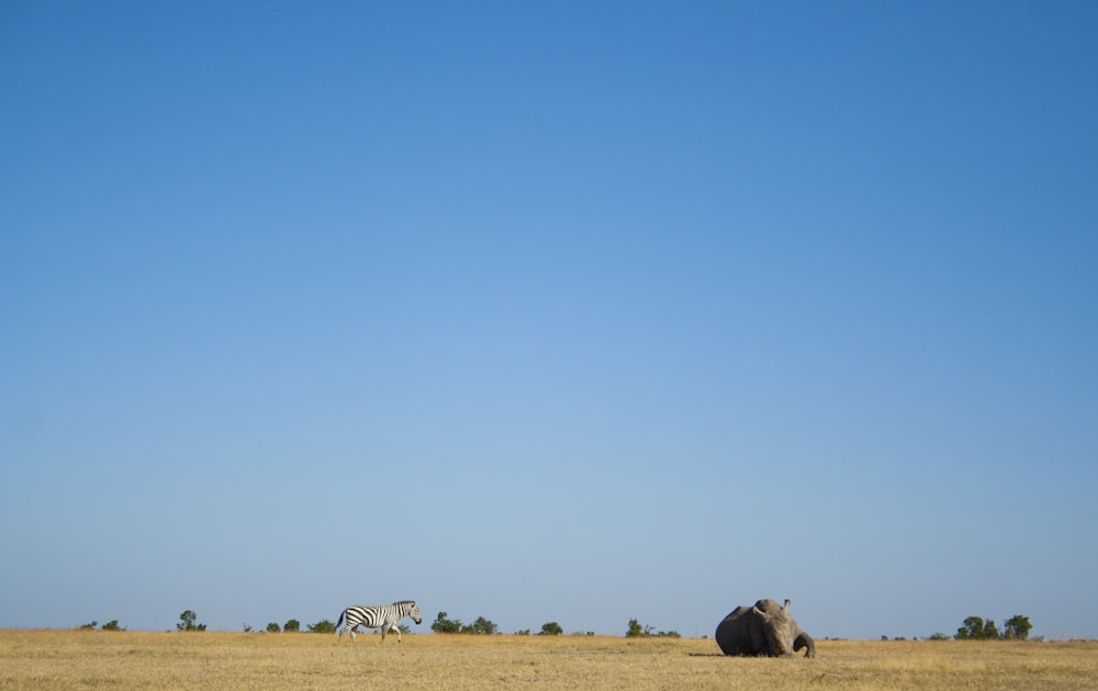 Fotografía de paisaje de un elefante en campo abierto