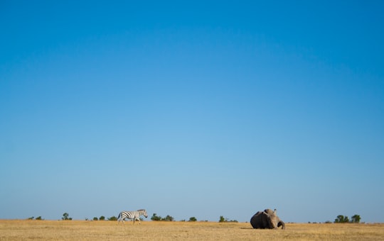 landscape photography of an elephant in an open field in Ol Pejeta Conservancy Kenya