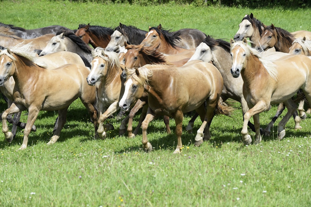 group of horses