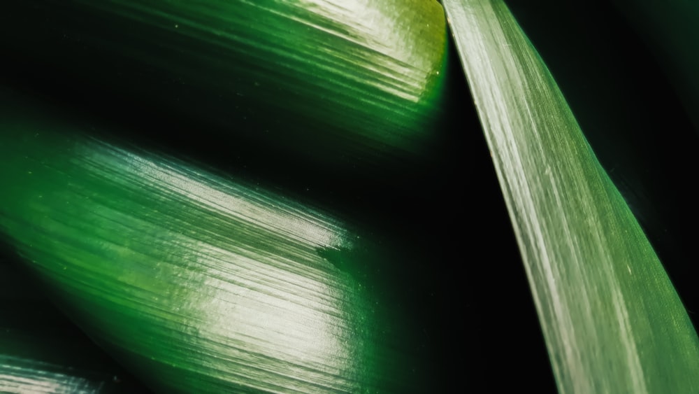 a close up of a green plant with leaves