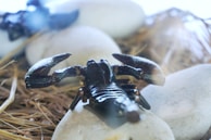 A dark scorpion is positioned on pale, smooth stones surrounded by straw-like material. The scorpion's claws and segmented exoskeleton are clearly visible, reflecting some light.