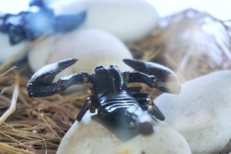 A dark scorpion is positioned on pale, smooth stones surrounded by straw-like material. The scorpion's claws and segmented exoskeleton are clearly visible, reflecting some light.