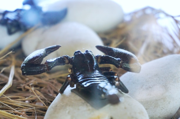 Close-up of a scorpion safely removed from a rocky crevice by a pest control professional.