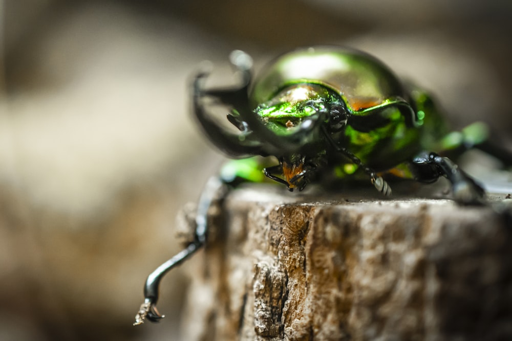 green beetle