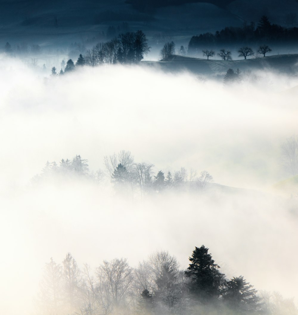 trees and fog