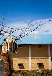 A goat stands in the foreground with a curious and friendly expression. Behind it, a large building with a blue roof and beige walls is visible. The sky above is clear and vivid blue, while sparse branches, possibly from a nearby tree, extend across the view.