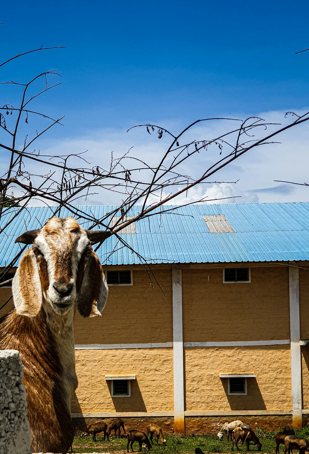 brown and white goat standing front of house