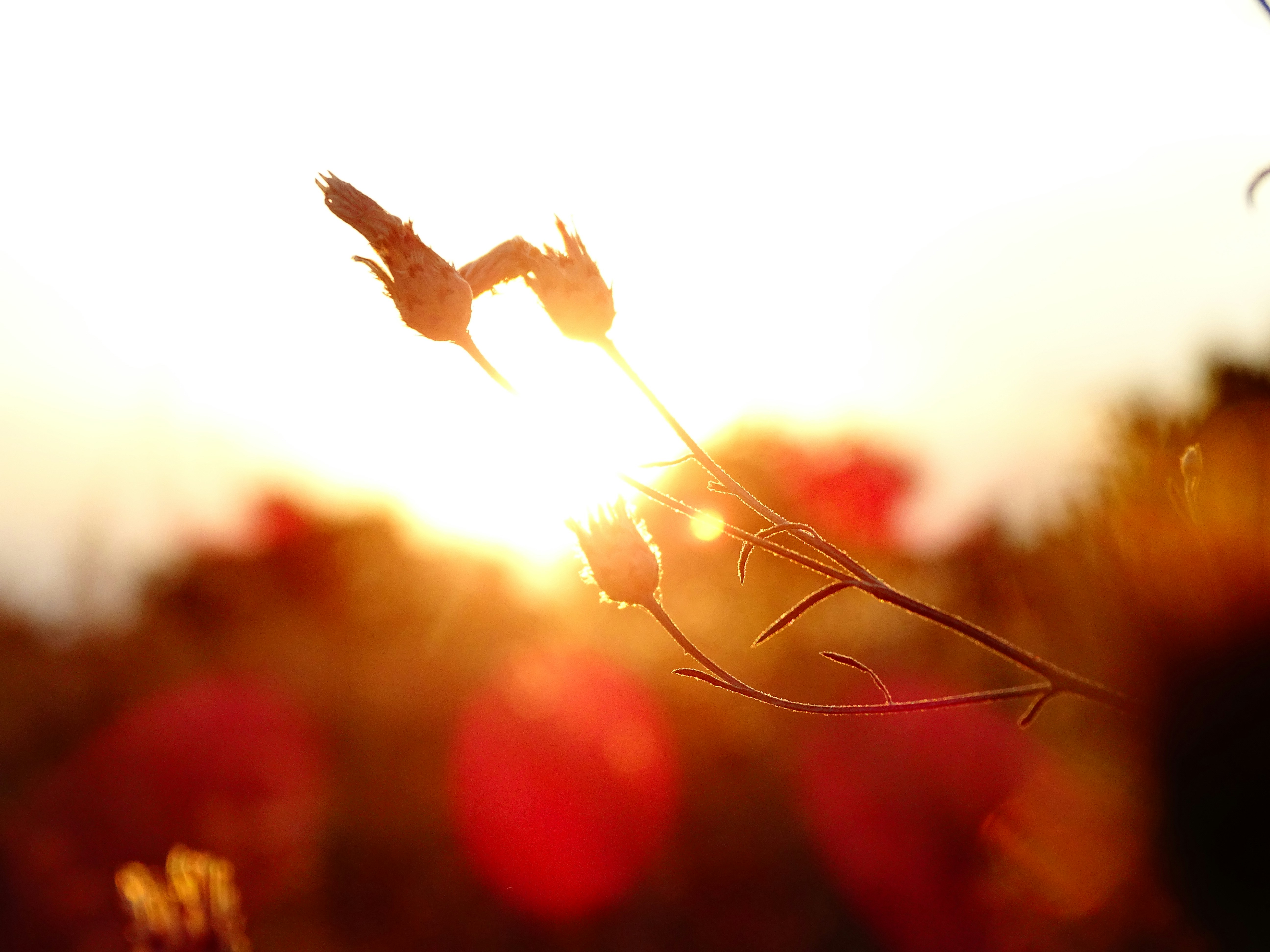 Binamon header image