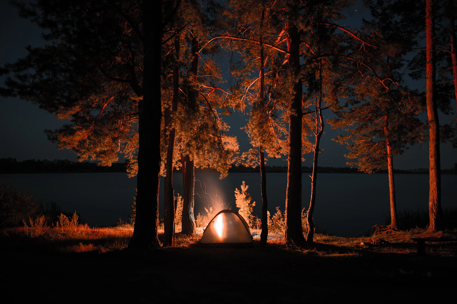 Camping tent positioned beneath forest trees