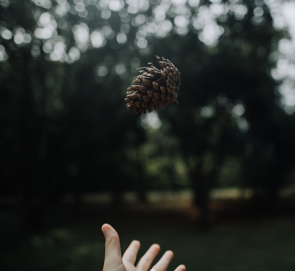 person throwing pinecone