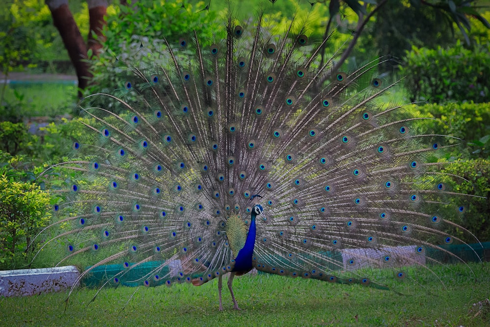 Blauer Pfau