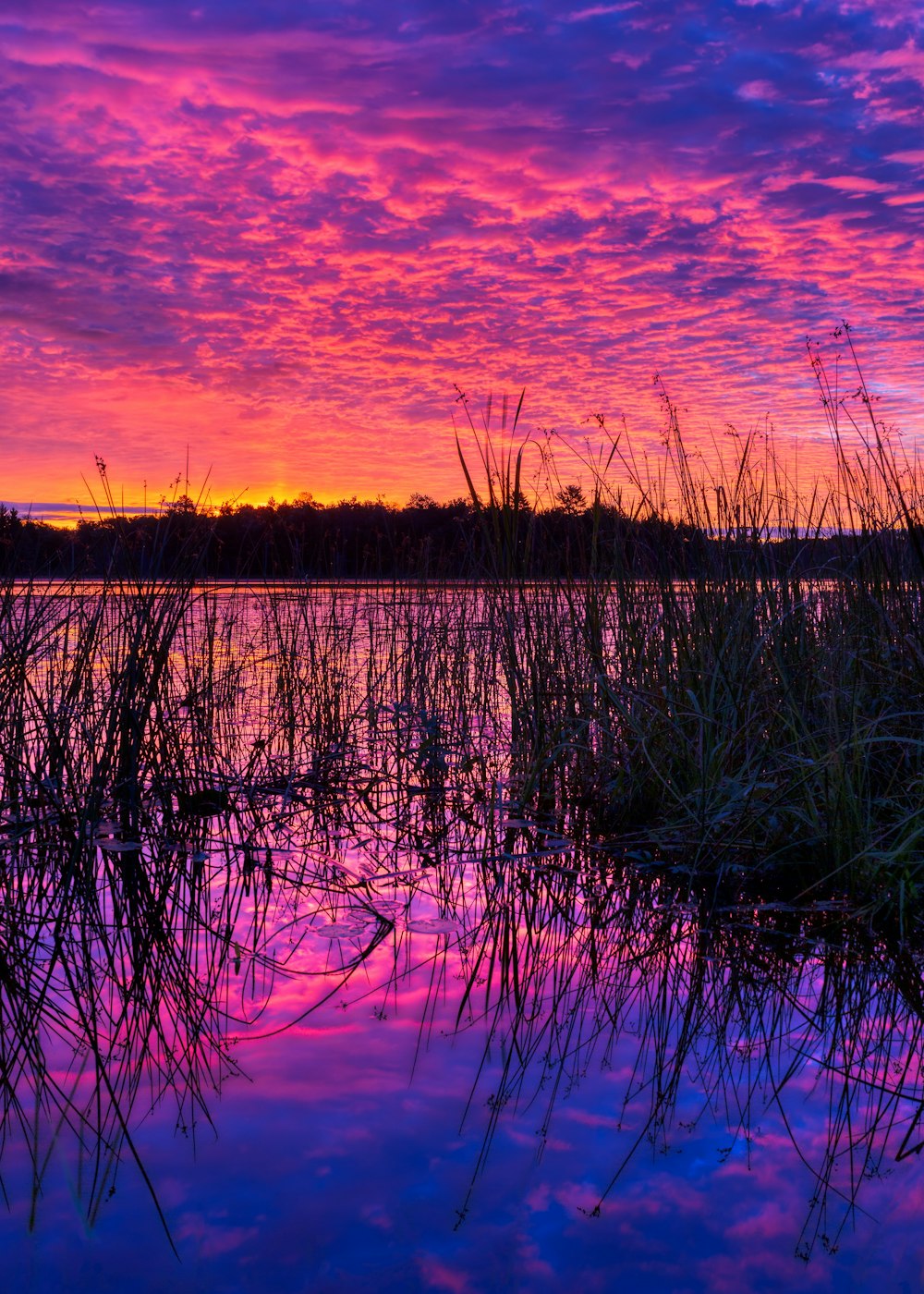 green grass on calm body of water