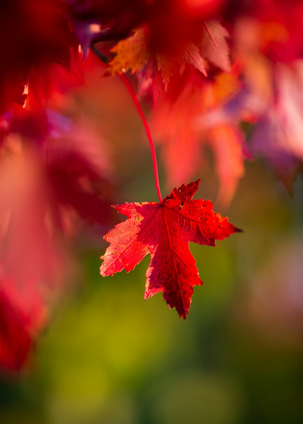 Feuille d’érable rouge