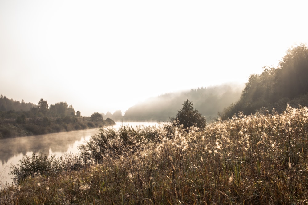 flower field and body of water during day