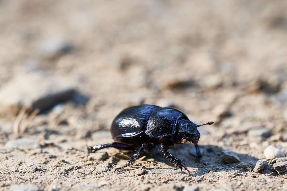 close-up photography of beetle