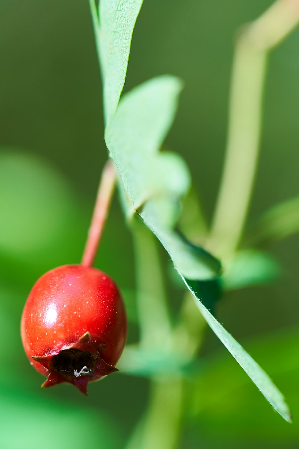 red fruit