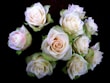 A bouquet of light cream-colored roses with subtle hints of pink are arranged closely together against a dark, almost black background. The roses have lush petals that are slightly tinged with green near the outer edges.