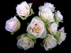 A bouquet of light cream-colored roses with subtle hints of pink are arranged closely together against a dark, almost black background. The roses have lush petals that are slightly tinged with green near the outer edges.