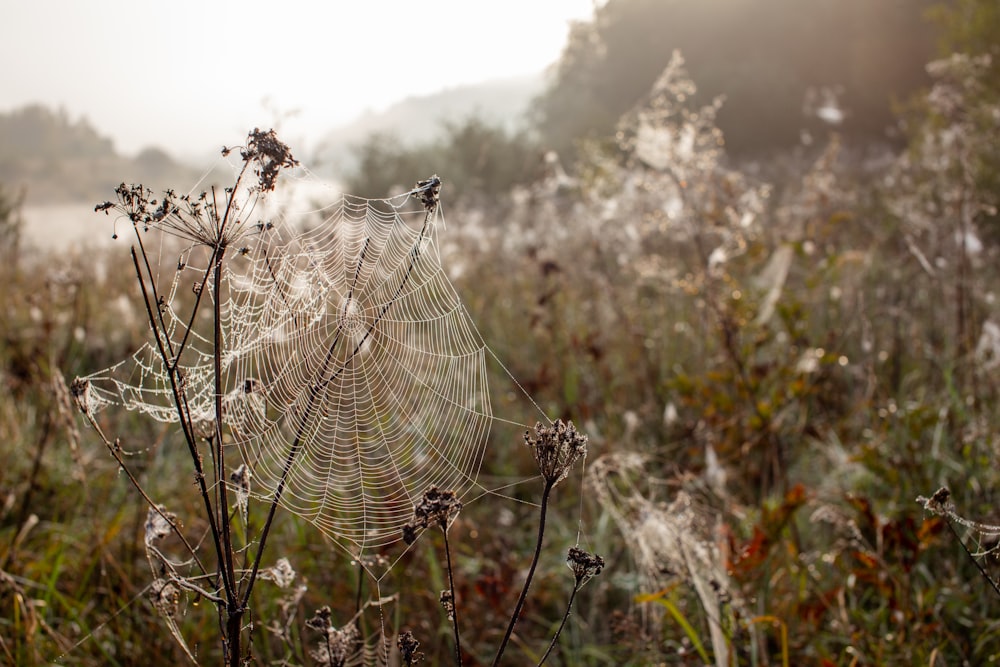 spider webs