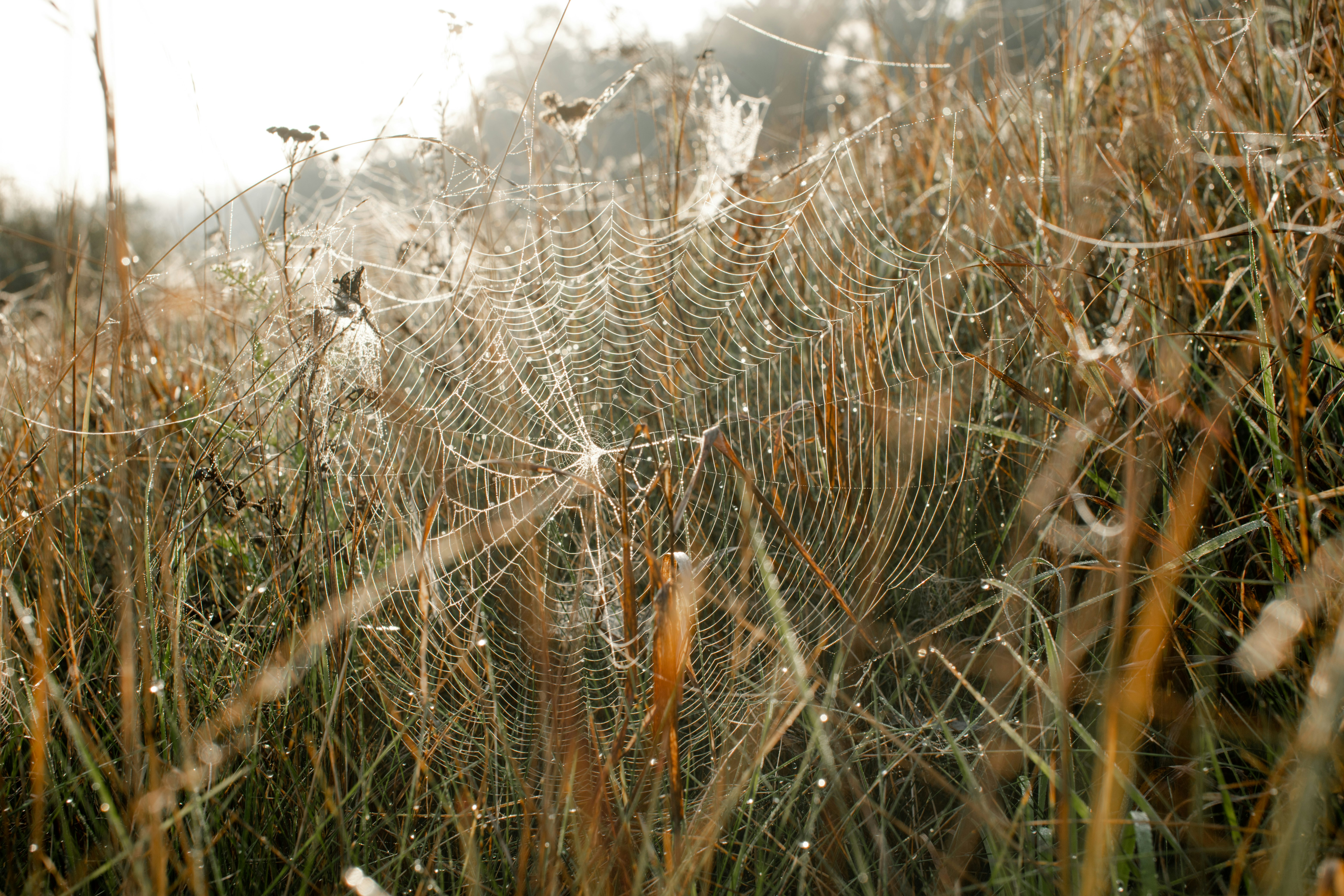 spider on brown grass field